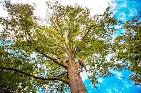 Best Firewood Processing and Delivery  in Mathis, TX