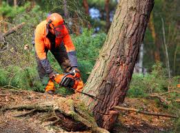 Best Arborist Consultation Services  in Mathis, TX