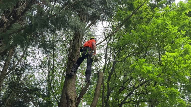 Best Seasonal Cleanup  in Mathis, TX