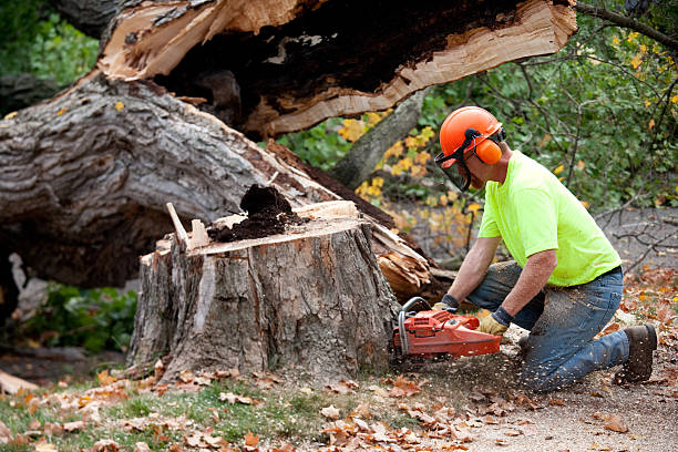 Professional  Tree Services in Mathis, TX