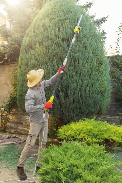 Best Tree Maintenance Programs  in Mathis, TX