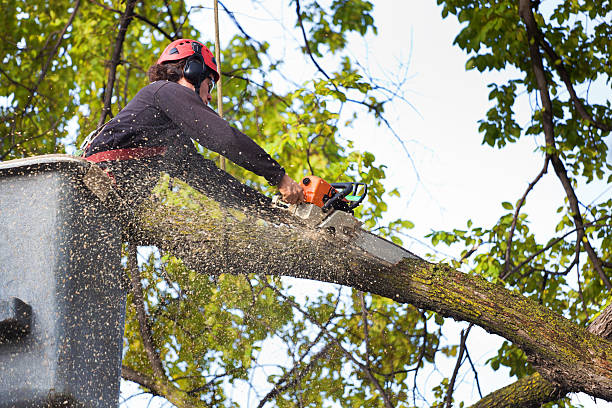 Best Emergency Tree Removal  in Mathis, TX